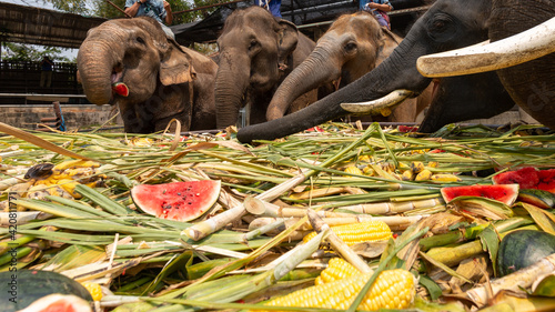 Canvas Print People feed elephants watermelons.