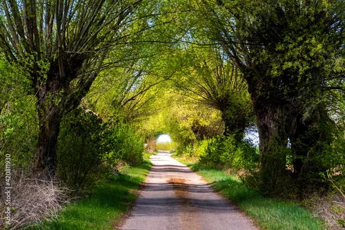 Obraz Wiosna na Podlasiu, Polska