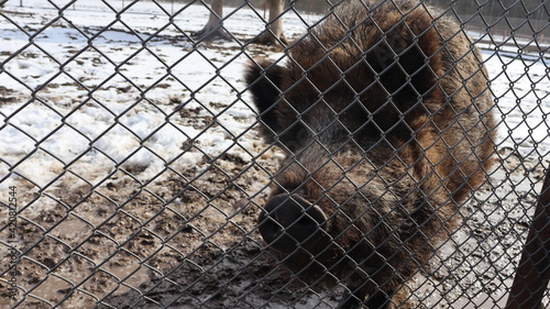 wild boar posing in cage