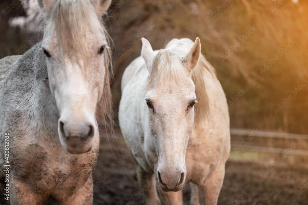 White, equestrian, wild horses in the forest White, equestrian, wild horses in the forest