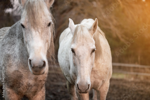 White, equestrian, wild horses in the forest