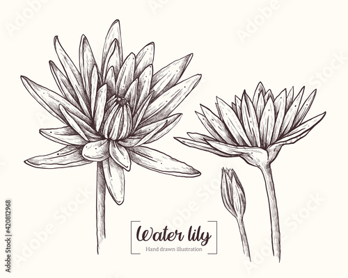 Wallpaper Mural Water lily in graphic style. Vector Hand Drawn in doodle style. Sketch Botanical Illustration. Lily black ink sketch. The wild botanical garden is in bloom. Great for packaging, labels, decor Torontodigital.ca