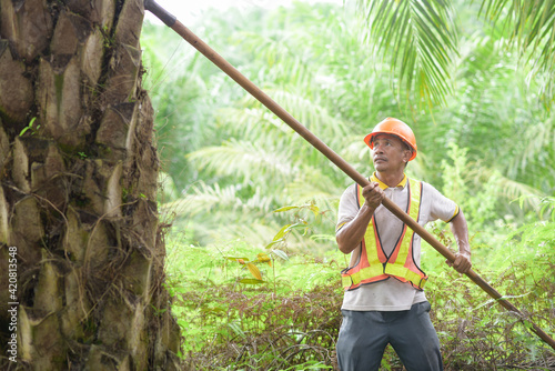 Senior traditional asian palm oil farmer pruning palm oil fronds and harvesting palm oil fruit with cutting tool