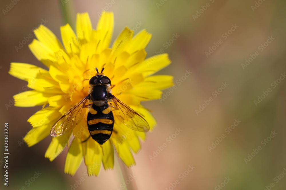 Naklejka premium A hoverfly collects nectar from a yellow blossoming Leontodon autumnalis flower. Soft focused macro image.
