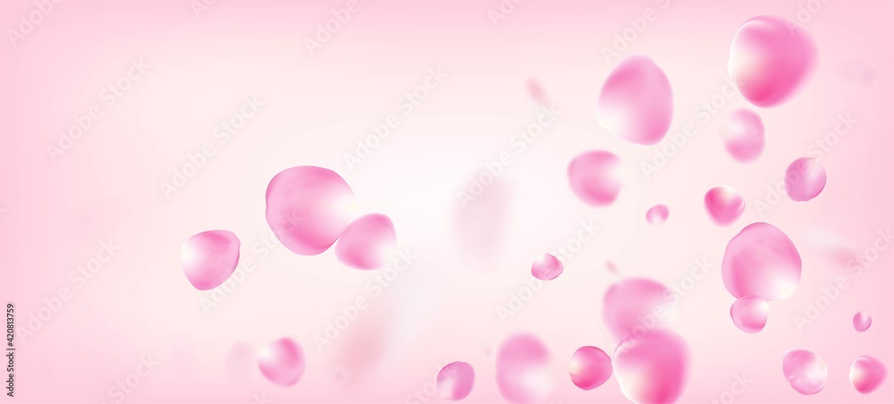 Rose Petals Falling Confetti. Flying Japanese Cherry Rose Sakura