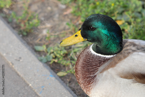 Adult mallard drake sits on the lawn in the park. Soft focused macro image.