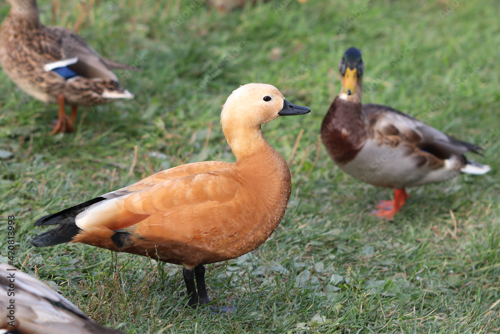 Adult Tadorna ferruginea red duck stands on the lawn in the park surrounded by other ducks. Soft focused macro image. Adult Tadorna ferruginea red duck stands on the lawn in the park surrounded by other ducks. Soft focused macro image.