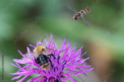 A hoverfly flies up to a bumblebee collecting nectar from a pink blossoming Onopordum acanthium flower. Soft focused macro image.