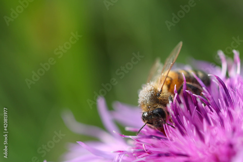A bee collects nectar from a pink blossoming Onopordum acanthium flower. Soft focused macro image.