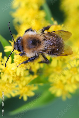 A furry bumblebee collects nectar from yellow blossoming Leontodon autumnalis flowers. Soft focused macro image.