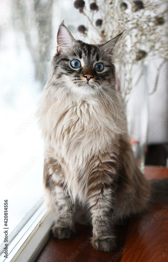Cute Siberian cat sits by the window