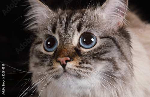 Portrait of a fluffy Siberian cat on a black background