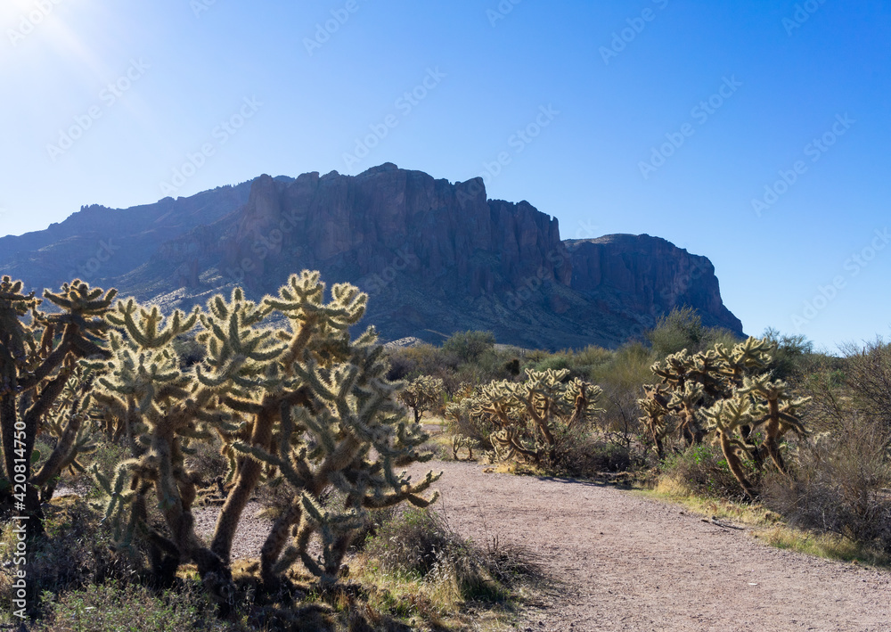 Cholla cacti near the superstition mountains in the Arizona desert Cholla cacti near the superstition mountains in the Arizona desert