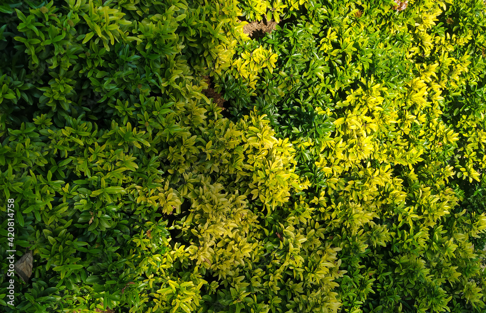 Fototapeta premium Tiny Forest Top View