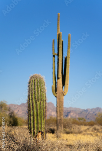 Saguaro cacti in Arizona desert © Eric Skadson