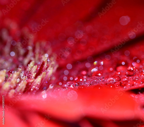 Droplets of water resting on deep red gerbera petals and stamens. Shallow depth of field.