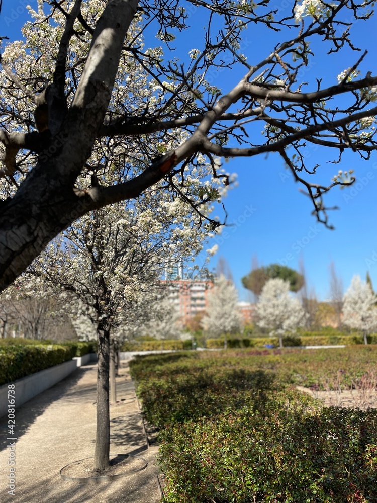 cherry blossom trees