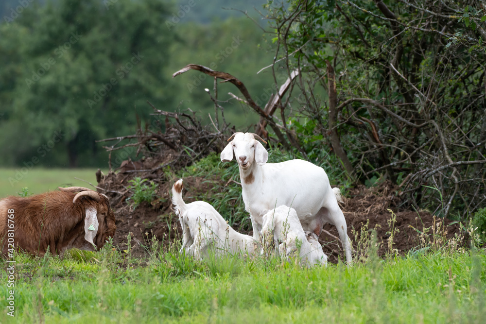 Fototapeta premium mother goat feeding baby goats