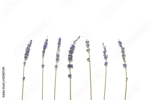 Dried lavender flowers isolated on white background. Flower composition. Top view, flat lay. © Yulia