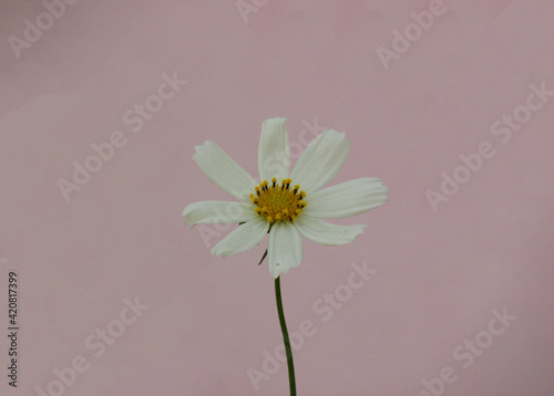 Chamomile flower on pink background              