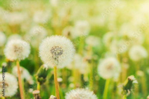 Spring background with light transparent flowers dandelions