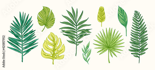 Collection of tropical plants and leaves. Vector Hand Drawn Sketch Botanical Illustration. Highly detailed plant. Palm leaves, monstera. Exotic botanical print. Design template