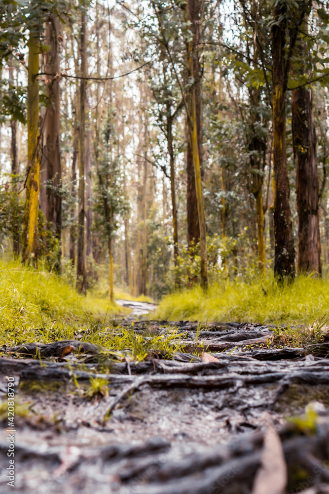 Obraz premium A walk through a park.