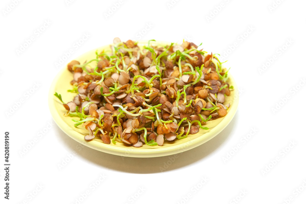 Sprouted red lentil in the plate on white background Sprouted red lentil in the plate on white background