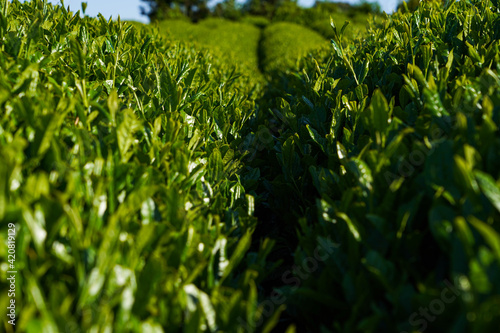 Close up row of green tea leave in the line in Shizuoka Japan.