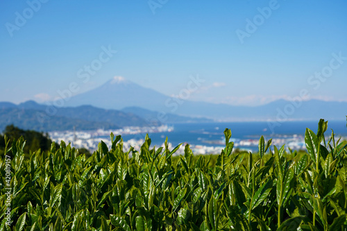 Green tea field foreground on soft blur Shimizu Port background in Shizuoka Japan.