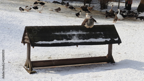 ducks and swans at feeding point view photo