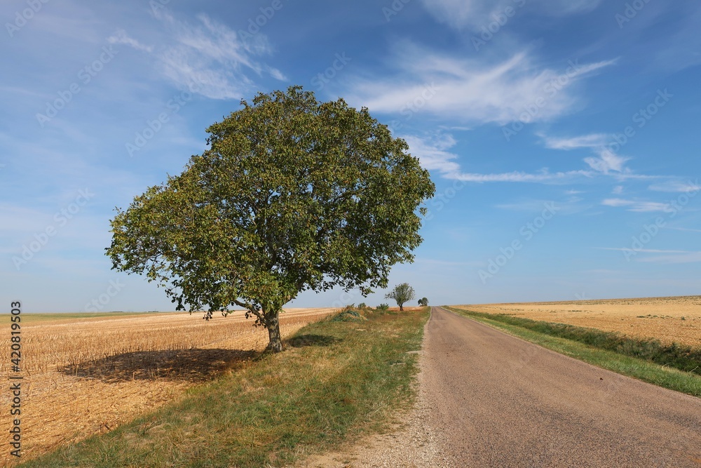 Three trees along the road in countryside Aube Champagne France