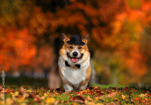 portrait of a corgi dog in a black hat and bow tie gentleman stands on the grass in an autumn sunny park