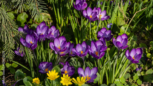 Delicate petals of Ruby Giant crocus among yellow flowers of spring buttercup on blurred background of greenery of garden. Close-up. Clear sunny spring day. Nature concept for design.