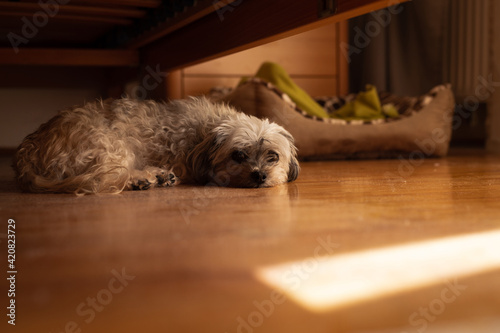 Cute little dog (Bolonka Zwetna) hiding under bed and looking sad