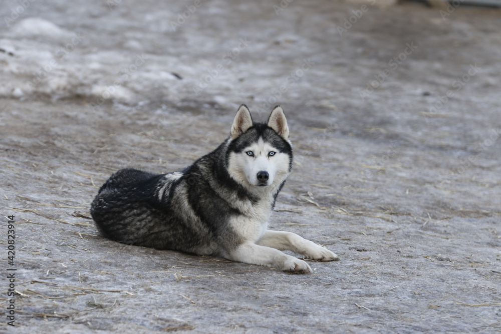 Husky dog enjoying the snow during cold winter Husky dog enjoying the snow during cold winter