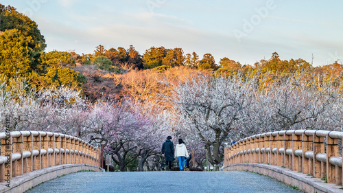 満開の梅　散歩をする人　水戸　偕楽園