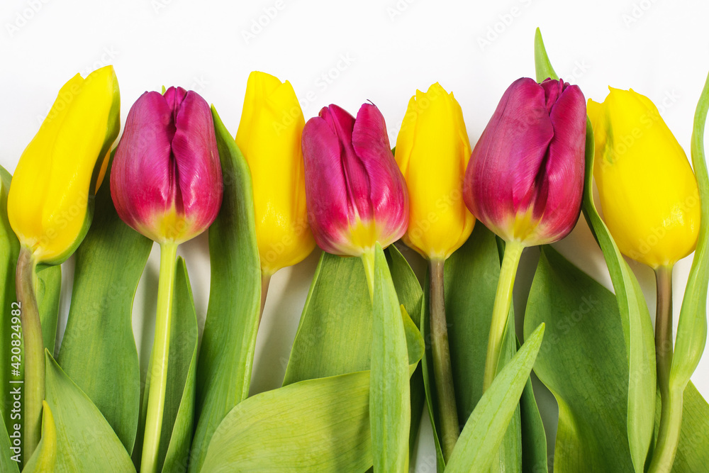 Spring composition. Yellow and purple tulips on a white background. spring background. women's Day Spring composition. Yellow and purple tulips on a white background. spring background. women's Day