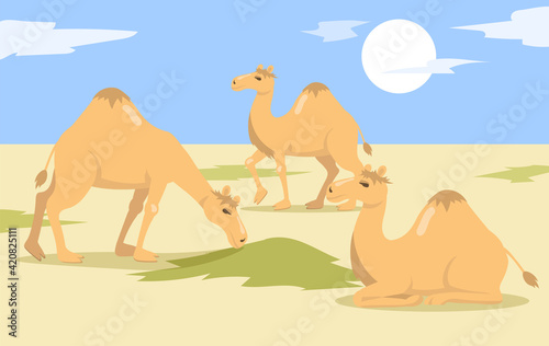 One hump camels herd walking and eating grass in desert. Wild dromedary animal group cartoon characters in nature. Flat vector illustration. Egypt landscape concept