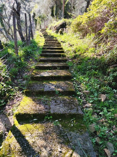 Old stone path between santa margherite ligure and nozarego village photo