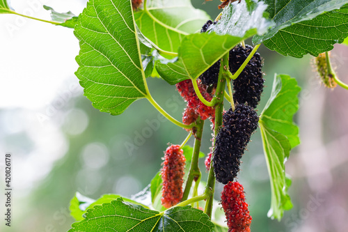 Water droplets on Fresh mulberry, black ripe and red unripe mulberries on the branch of tree.