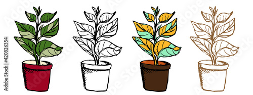 Ficus plant in different styles. Vector doodle houseplants set in outline, monochrome and coloring option. Hand drawn Rubber fig or benjamin fig tree in pot with big leaves on white background. EPS10