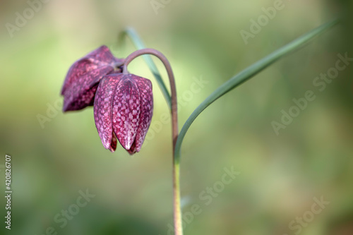 Double fritillary in the grass - close-up