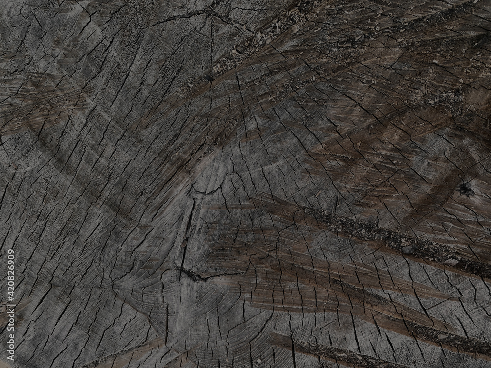 Fototapeta premium Rich monochrome background in brown tones. Closeup of a Cross section of tree trunk. Cross sectional image of tree trunk with pattern created from of saw