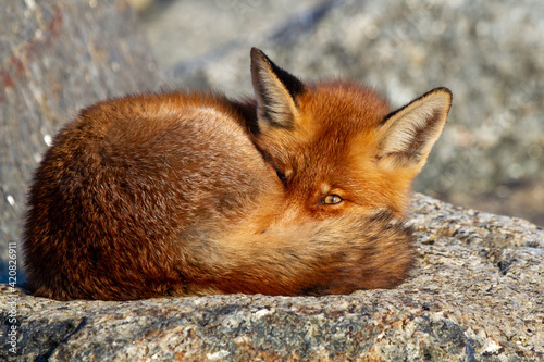 a red fox sleeping on a rock with one eye open in the afternoon sun in the wild photo