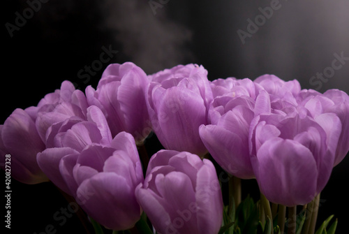 A bouquet of purple tulips on a black background.