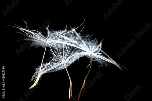 illuminated dandelion seeds in the dark