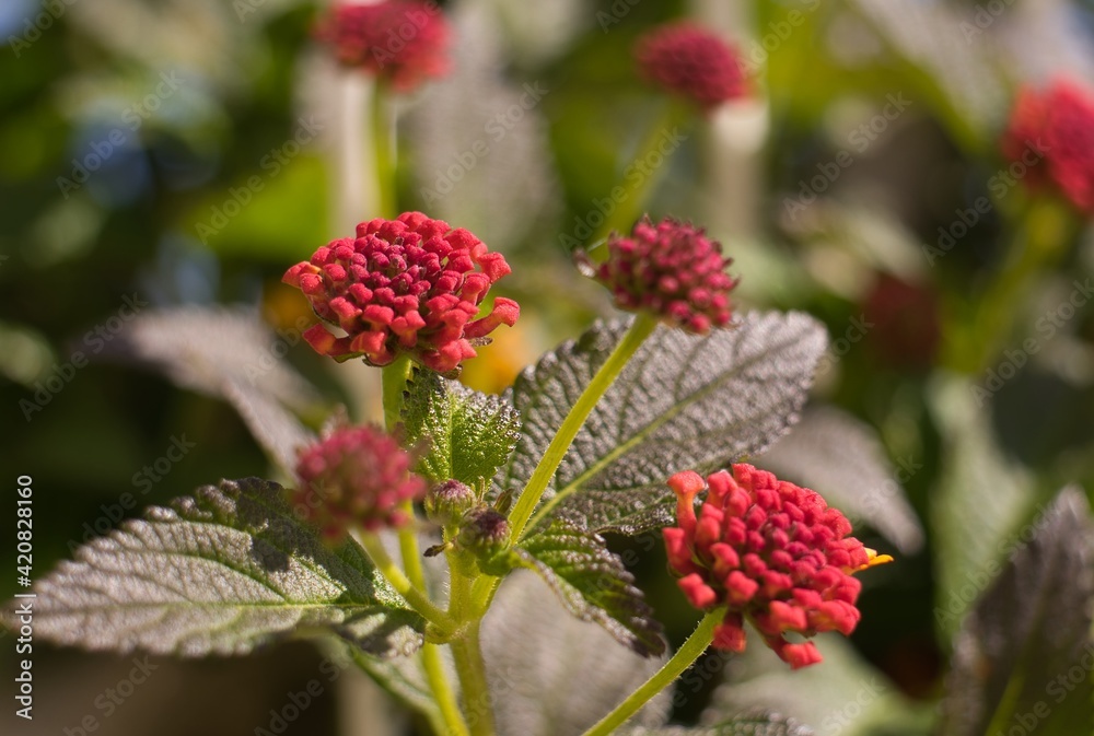 Common Lantana flower. Botanical name: lantana camara. Common Lantana flower. Botanical name: lantana camara.