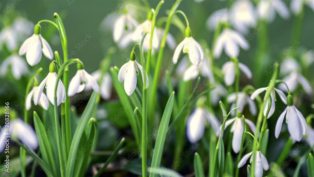 Fresh Snowdrop flowers with dew condensation bloom fast in sunny spring morning growing time lapse Fresh Snowdrop flowers with dew condensation bloom fast in sunny spring morning growing time lapse