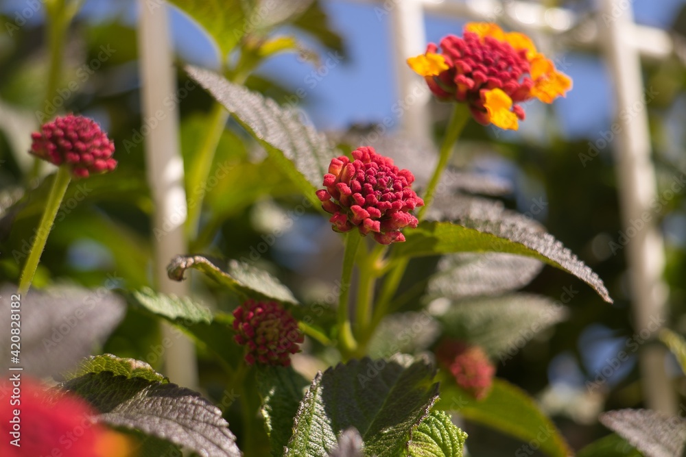 Common Lantana flower. Botanical name: lantana camara. Common Lantana flower. Botanical name: lantana camara.